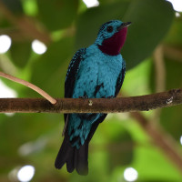 Spangled Cotinga